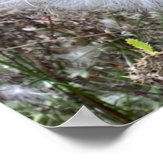 Affiche Graines et soie d'algues (Coin)