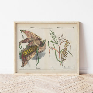 Affiche Grains   Charlotte Mary Yonge