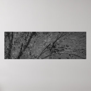 Affiche Grand arbre noir et blanc photo panoramique