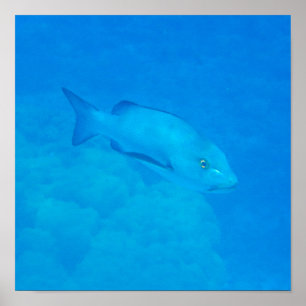 Affiche Grand Barrière de corail Bohar Snapper Poisson