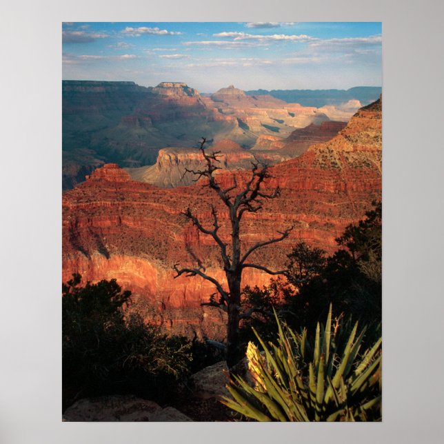 Affiche Grand Canyon Flora (Devant)