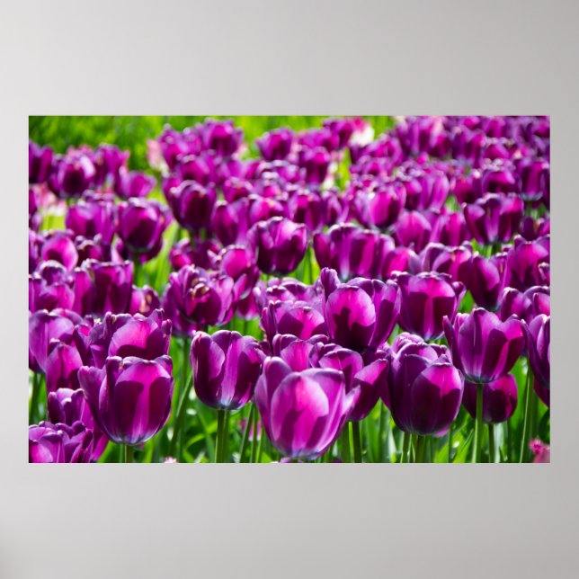 Affiche Grand champ de tulipes pourpres (Devant)