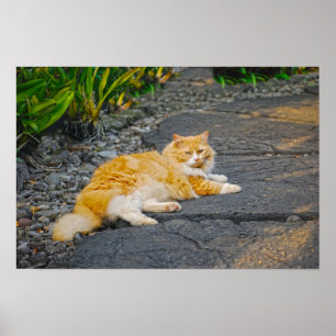 Affiche Grand Chat Roux et Blanc