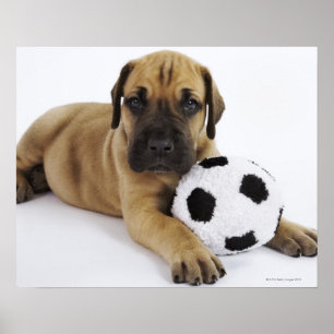 Affiche Grand chiot Dane avec jouet balle de football
