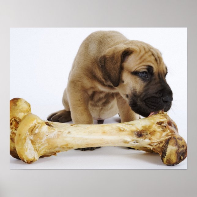 Affiche Grand chiot Dane avec os en studio (Devant)