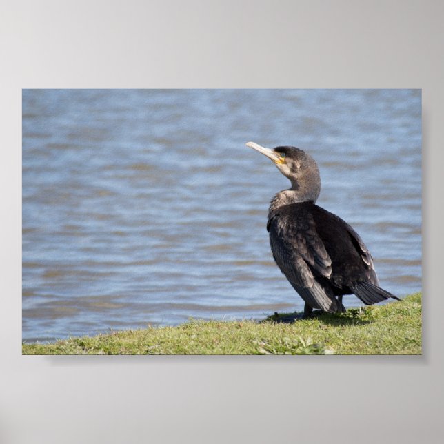 Affiche Grand Cormoran (Devant)