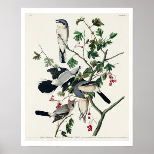 Affiche Grand Crevette Céréreuse ou Boucher Bird par Audub