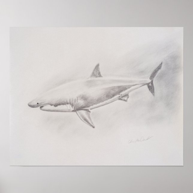 Affiche Grand dessin de requin blanc (Devant)