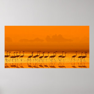 Affiche Grand Flamant rose (Phoenicopterus roseus) marche