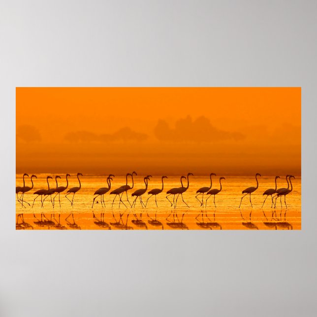 Affiche Grand Flamant rose (Phoenicopterus roseus) marche (Devant)