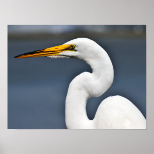 Affiche Grand héron blanc