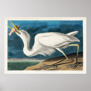 Affiche Grand héron blanc, 1835, Les oiseaux d'Amérique