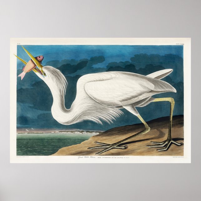 Affiche Grand héron blanc, 1835, Les oiseaux d'Amérique (Devant)