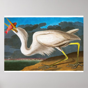 Affiche Grand héron blanc par John James Audubon