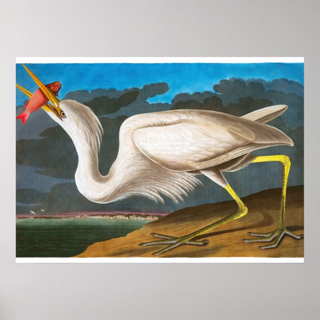 Affiche Grand héron blanc par John James Audubon (Devant)