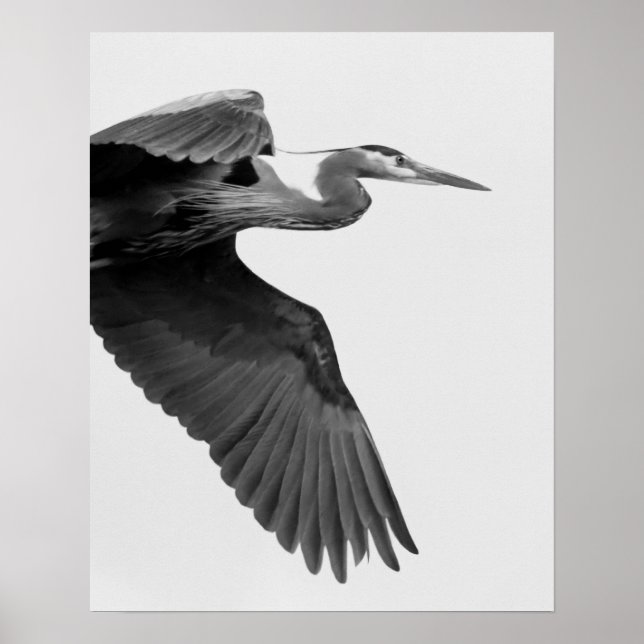 Affiche Grand Heron bleu Crop noir et blanc (Devant)