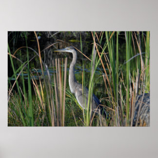 Affiche Grand Héron Bleu dans l'herbe des Everglades