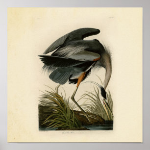 Affiche Grand Héron bleu d'Audubon Marais Oiseau