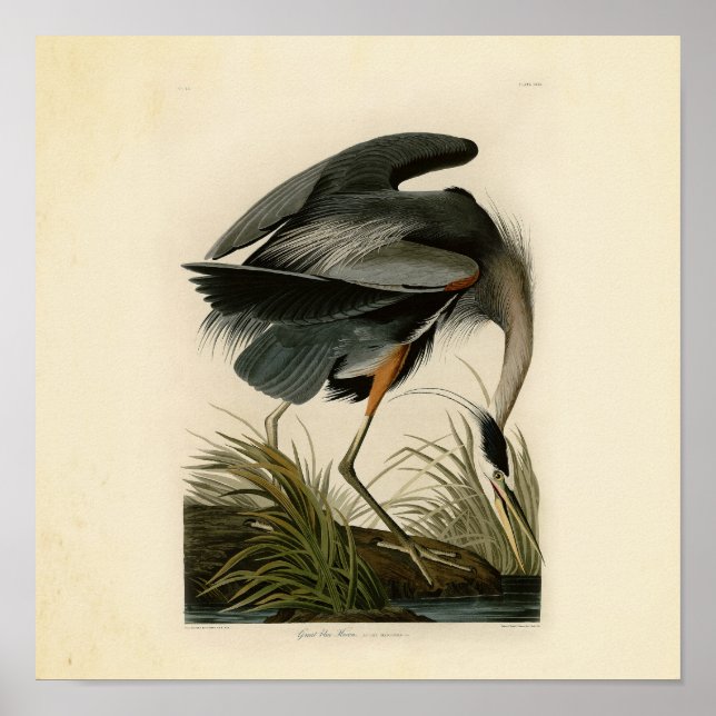 Affiche Grand Héron bleu d'Audubon Marais Oiseau (Devant)