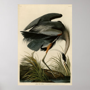 Affiche Grand héron bleu des oiseaux d'Amérique d'Audubon