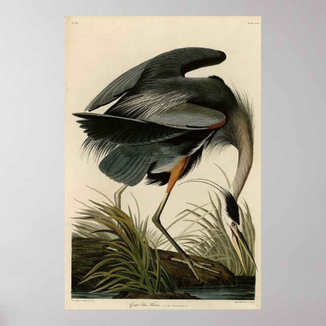 Affiche Grand héron bleu des oiseaux d'Amérique d'Audubon (Devant)