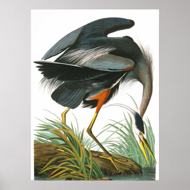 Affiche Grand héron bleu par John James Audubon (Devant)