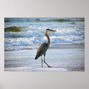 Affiche Grand héron bleu sur la plage
