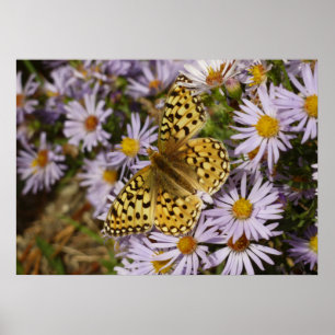 Affiche Grand Nacré sur des Fleurs d'Aster au Grand Teton