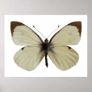 Affiche Grand papillon blanc isolé
