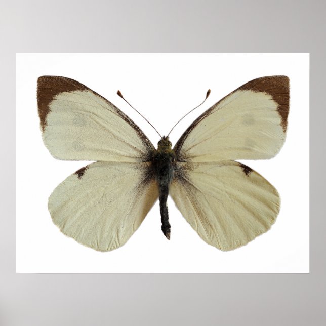 Affiche Grand papillon blanc isolé (Devant)