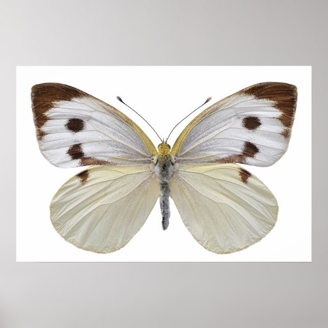 Affiche Grand papillon blanc isolé PNG (Devant)