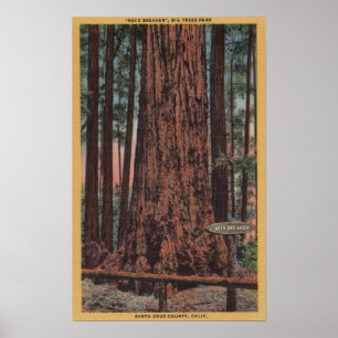 Affiche Grand parc d'état d'arbres, CA - arbre de briseur