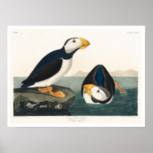 Affiche Grand Puffin facturé par Audubon