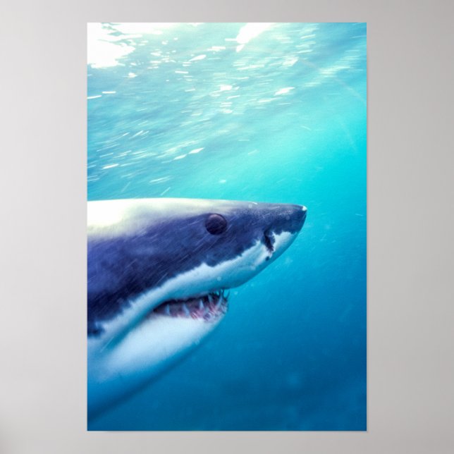 Affiche Grand requin blanc | Afrique du Sud (Devant)