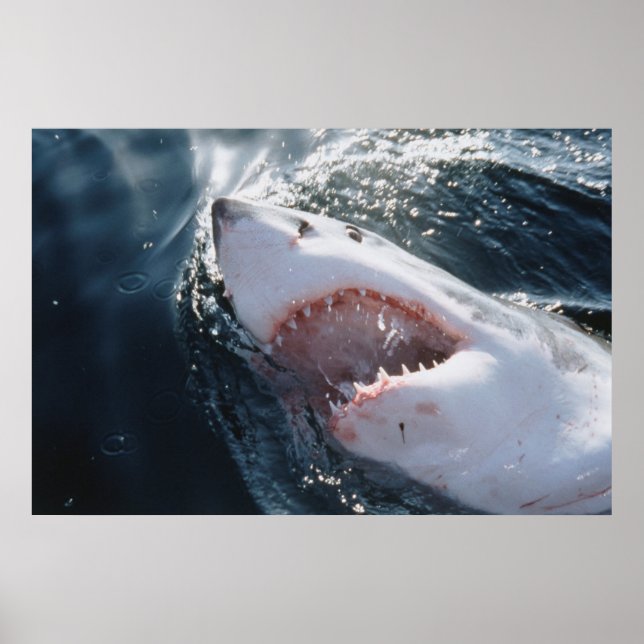 Affiche Grand requin blanc en mer (Devant)