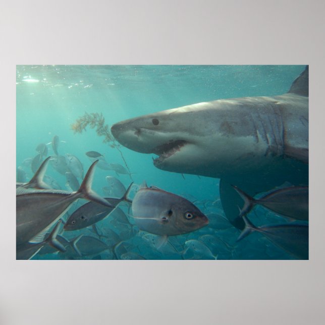 Affiche Grand requin blanc et poissons paysage sous-marin (Devant)