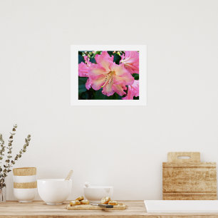 Affiche Grand Rhododendron Rose Fleurit Photographie Flora
