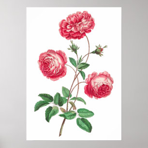 Affiche Grand Rose de Provence (1770-1775) par John Edward