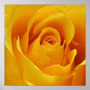Affiche Grand rose jaune