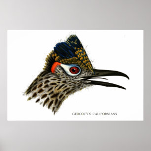 Affiche Grand routier, Geococcyx Californie