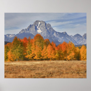 Affiche Grand Teton NP, Mount Moran et peupliers faux-trem