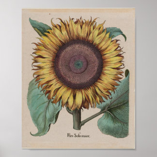 Affiche Grand Tournesol — Besler, Hortus Eystettensis 1613