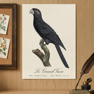 Affiche Grand Vasa, Coracopsis Vasa Illustration