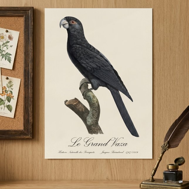 Affiche Grand Vasa, Coracopsis Vasa Illustration (Greater Vasa Parrot, Coracopsis Vasa Illustration. Poster)
