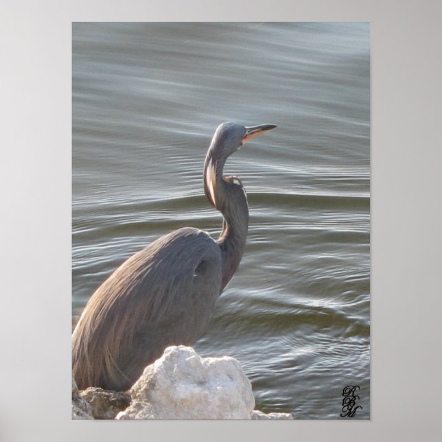 Affiche Grande Aigrette au bord de l'eau (Devant)