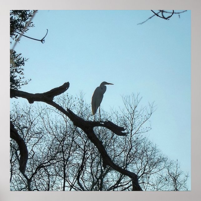 Affiche Grande aigrette dans un arbre (Devant)