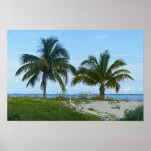 Affiche Grande Aigrette, Treasure Cay, Great Abaco Island