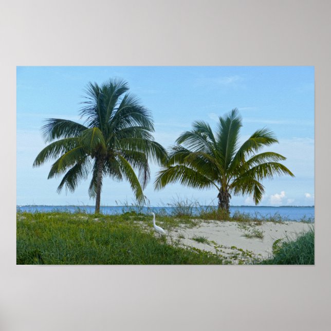 Affiche Grande Aigrette, Treasure Cay, Great Abaco Island (Devant)