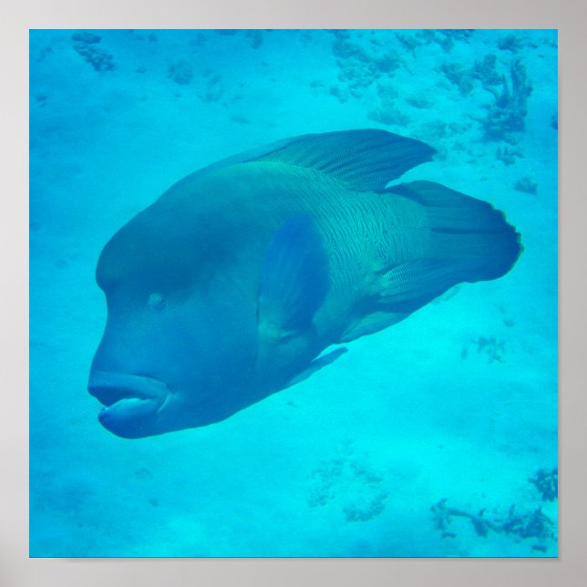 Affiche Grande barrière de corail Napoleon Wrasse Fish (Devant)