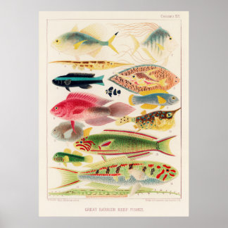 Affiche Grande barrière de poissons de récif de l'Australi